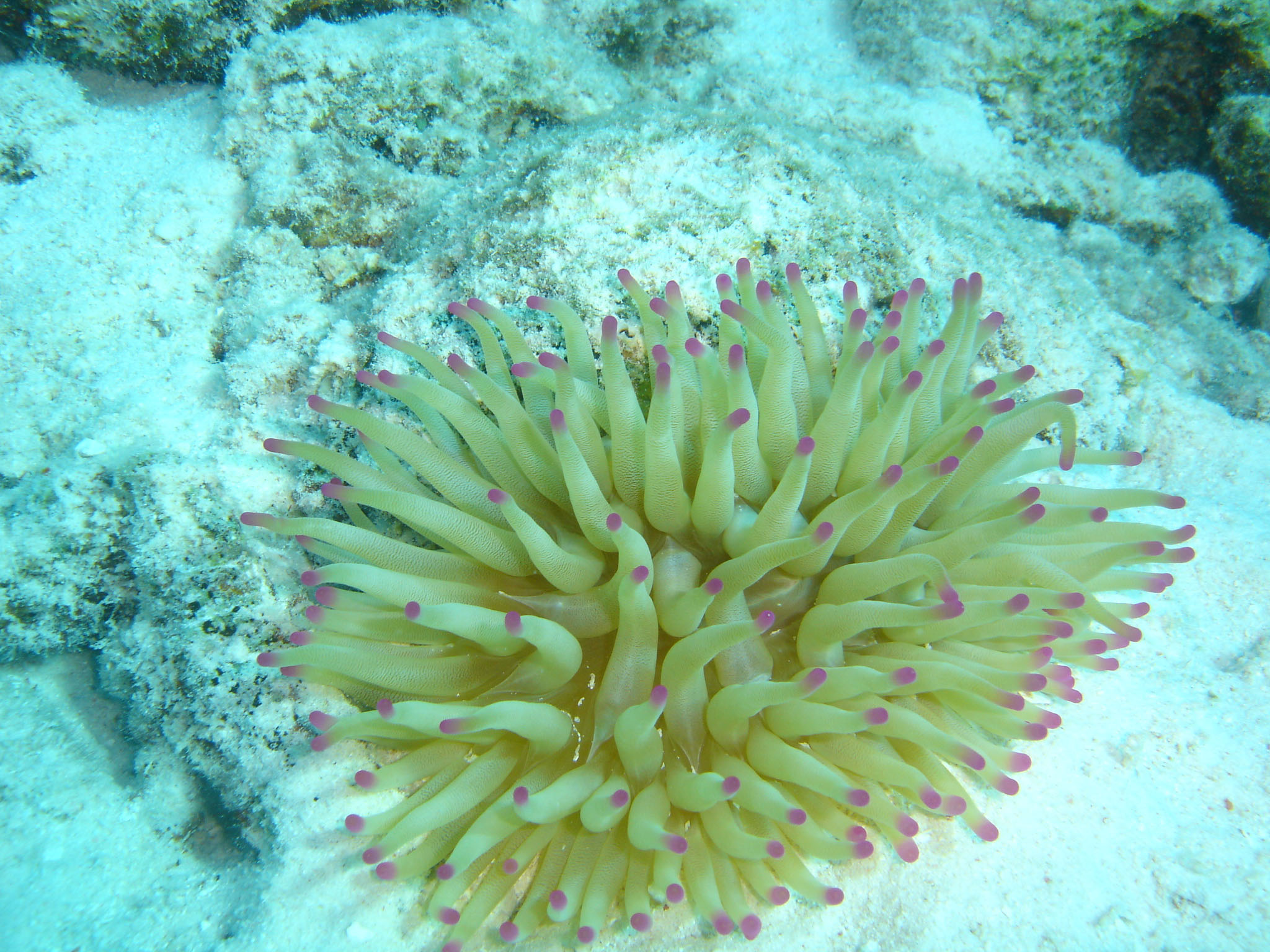 Giant Anemone