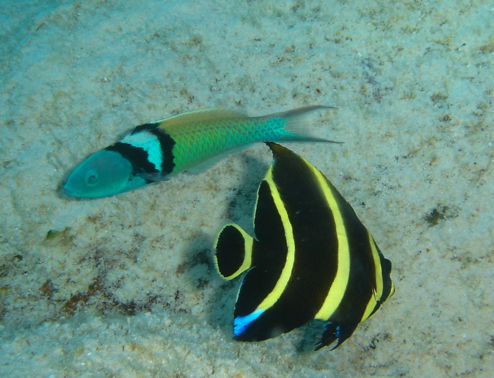 Bluehead (wrasse, top) & French Angelfish ((below)