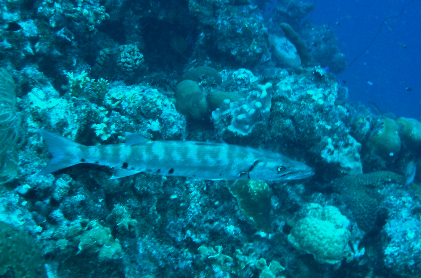 Barracuda