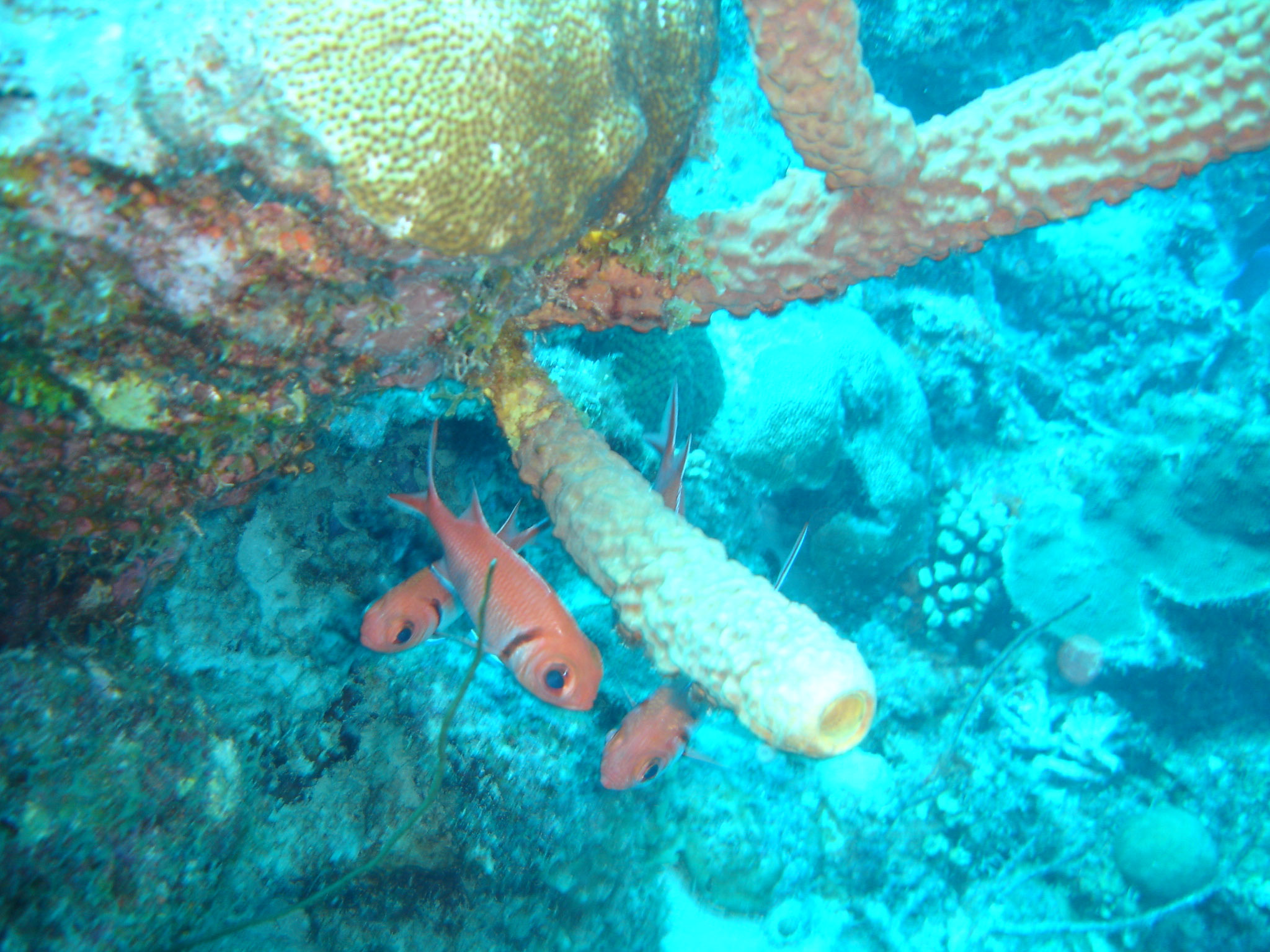 Blackbar Soldierfish