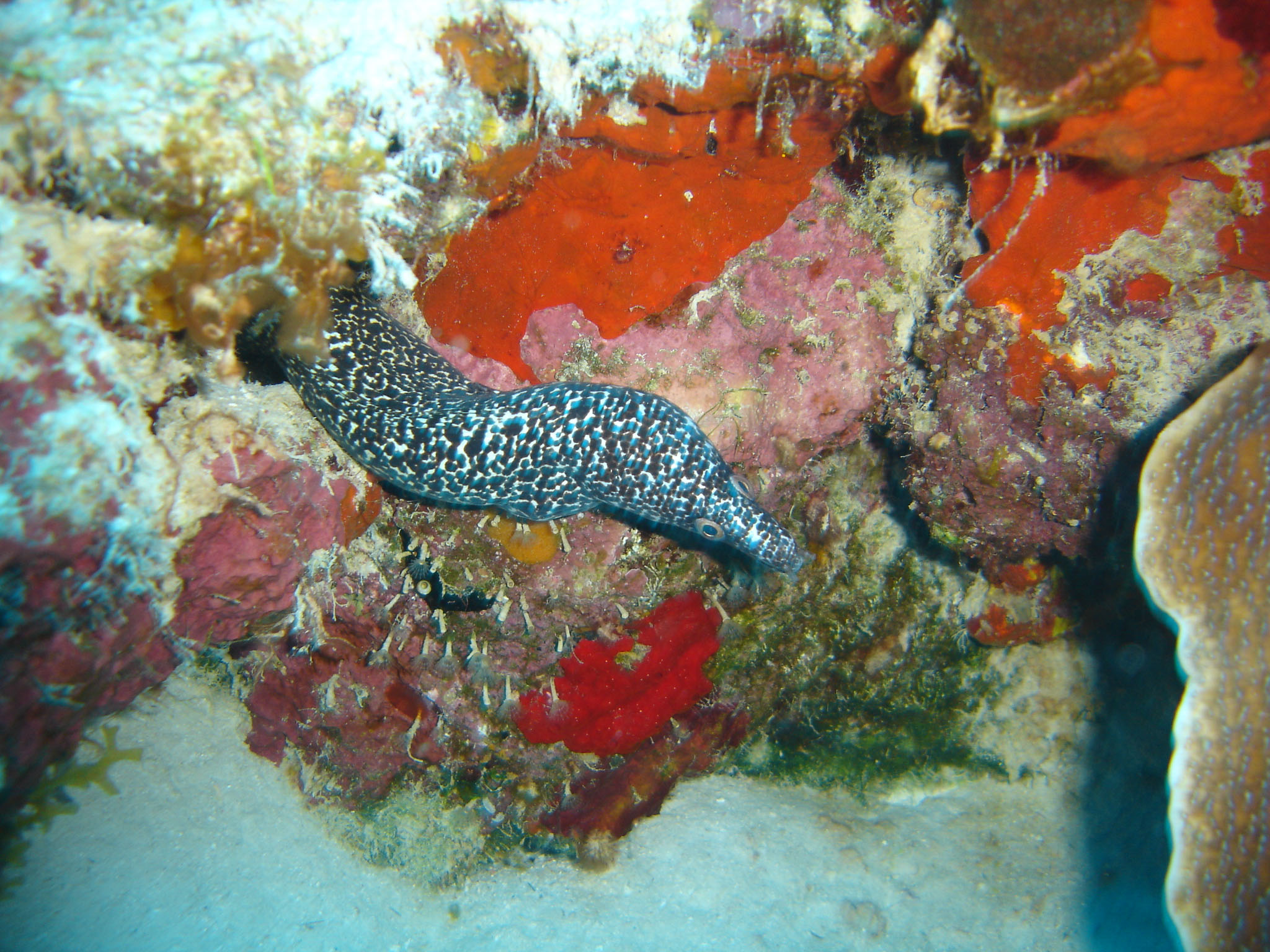 Moray eel