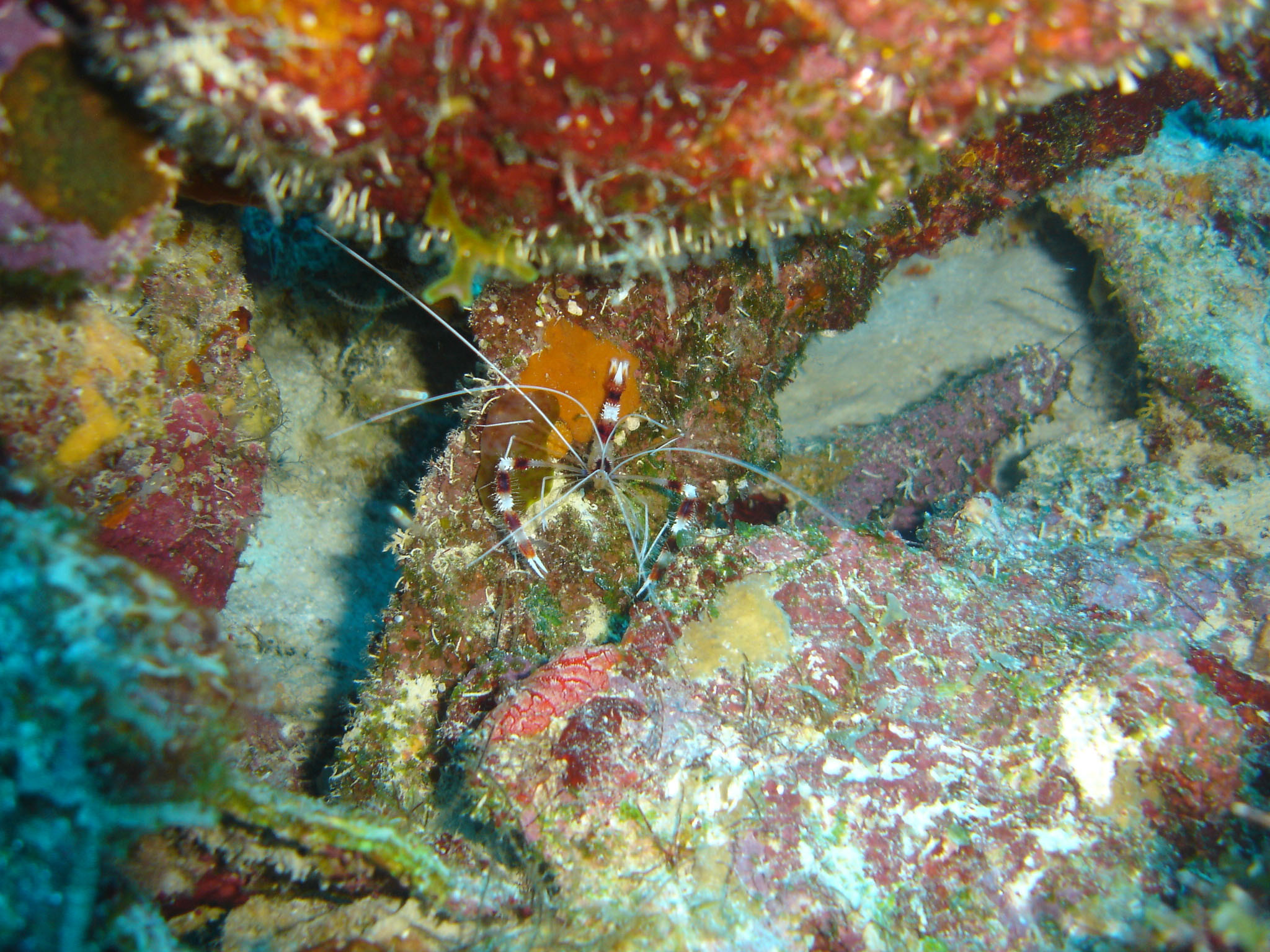 Banded coral shrimp (Stenopus hispidus)