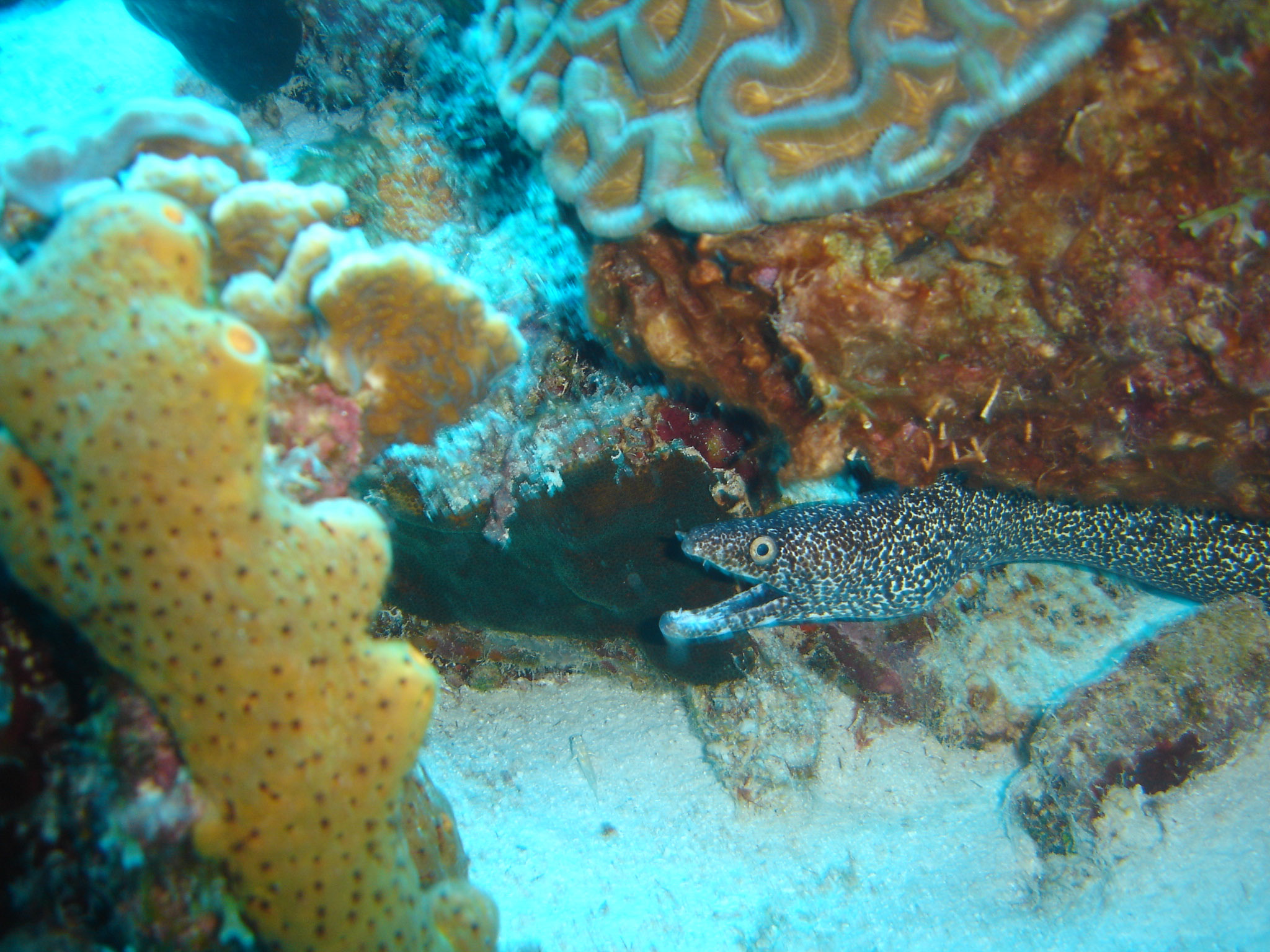 Moray eel