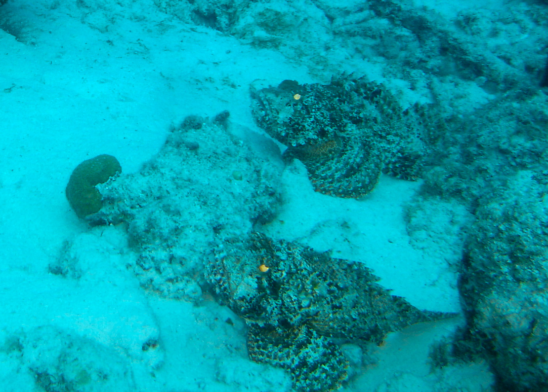 Stonefish