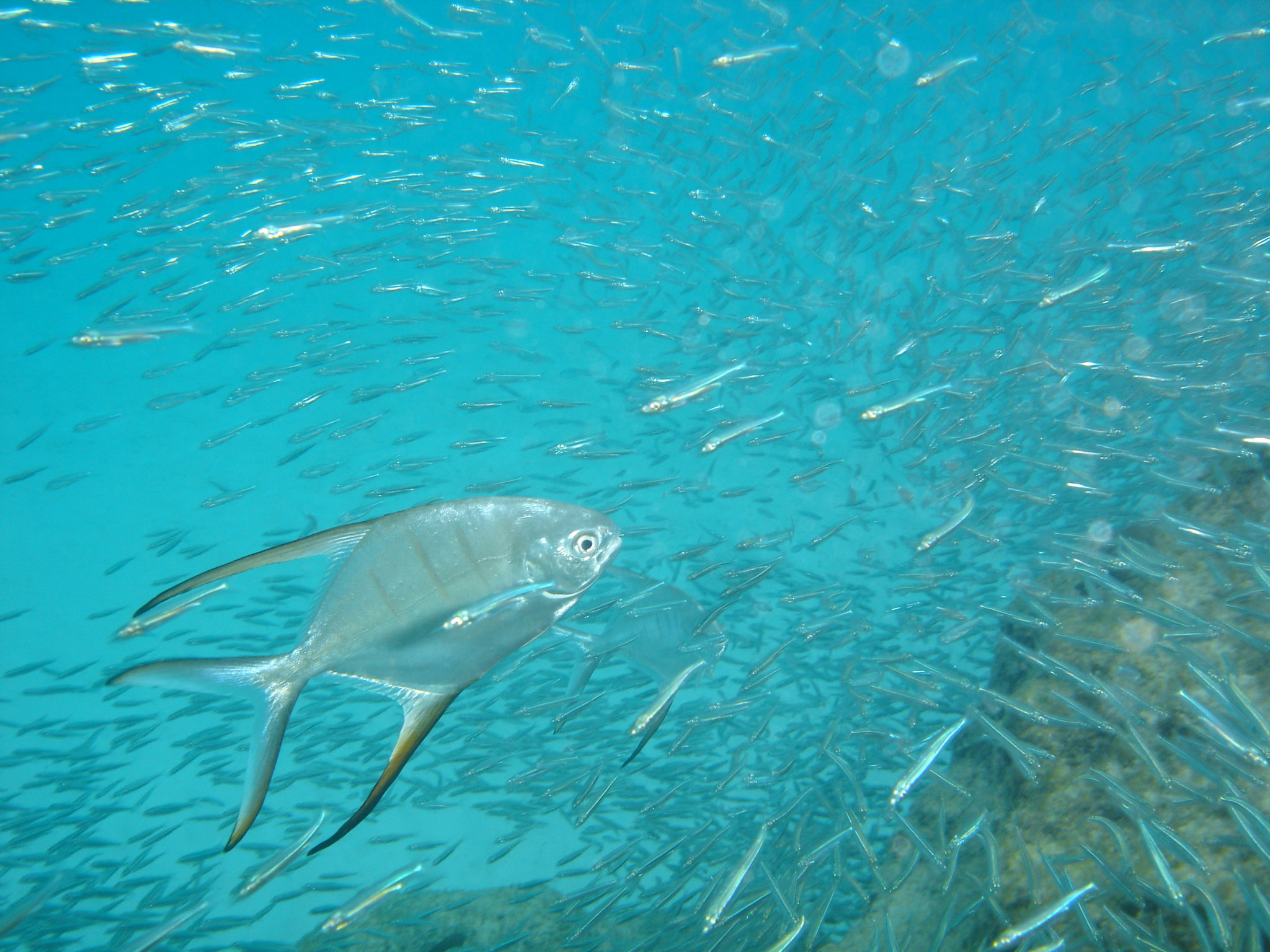 Palometa (a Jack)