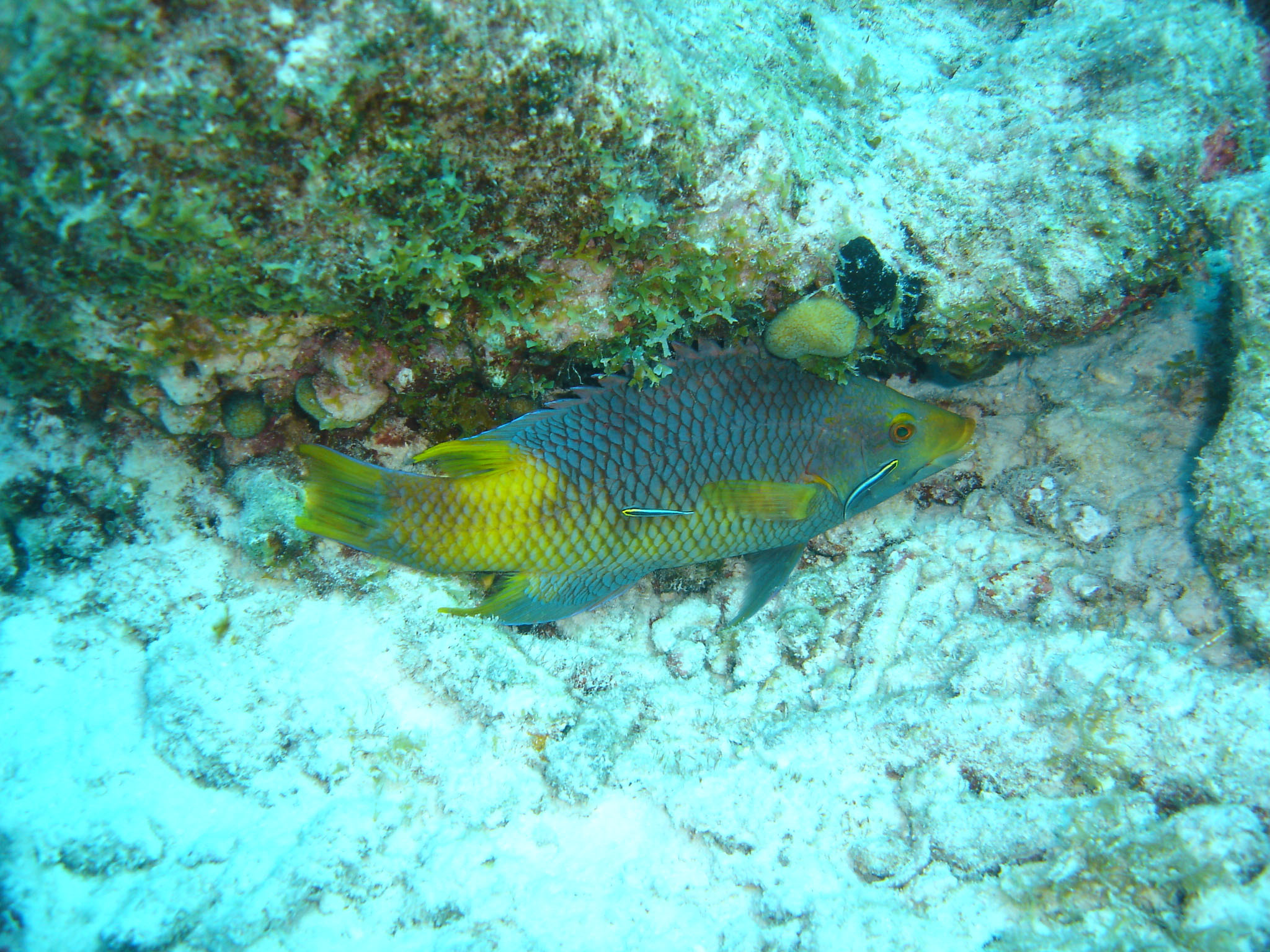 Yellowtail Parrotfish