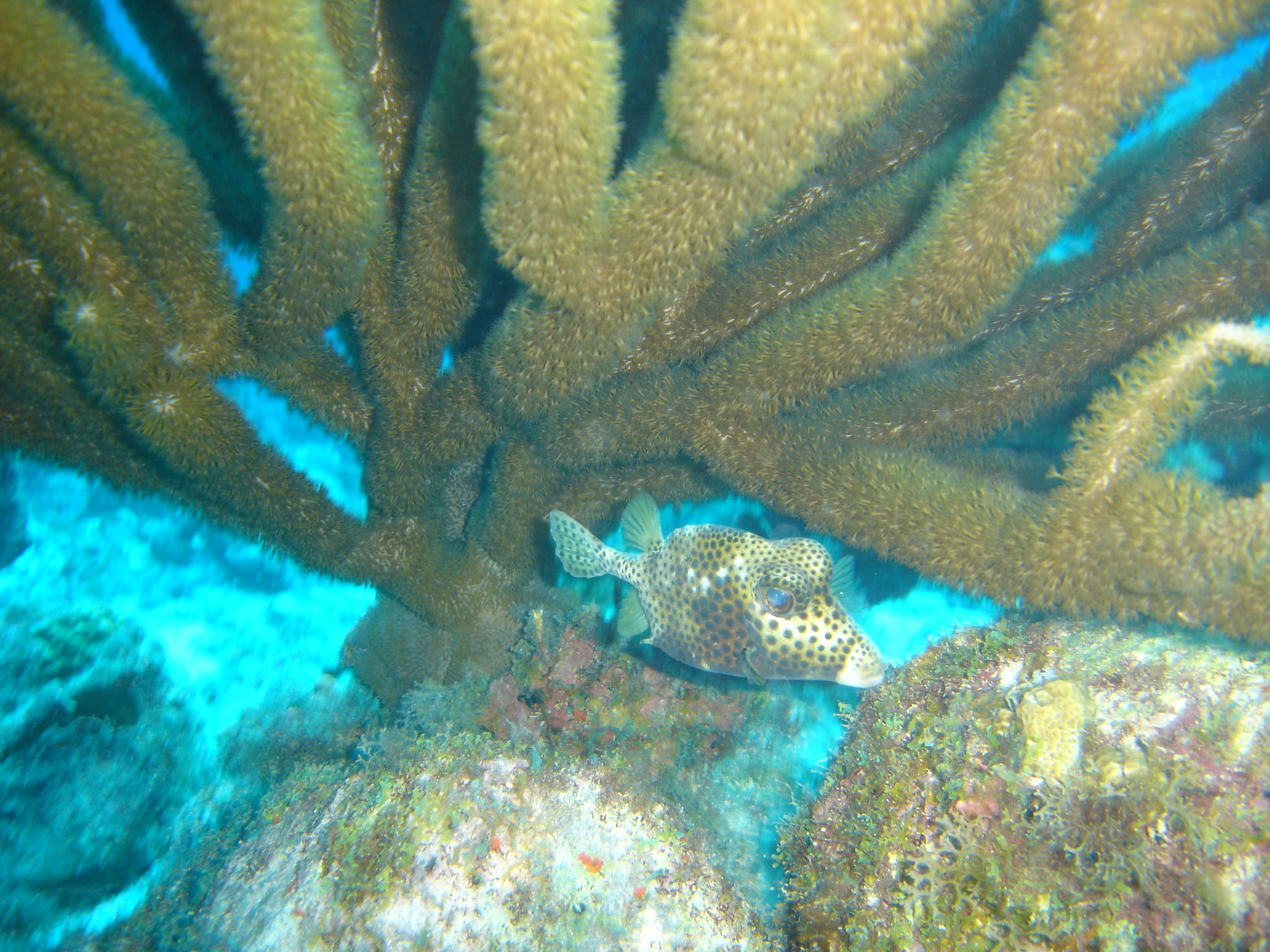 Spotted Trunkfish