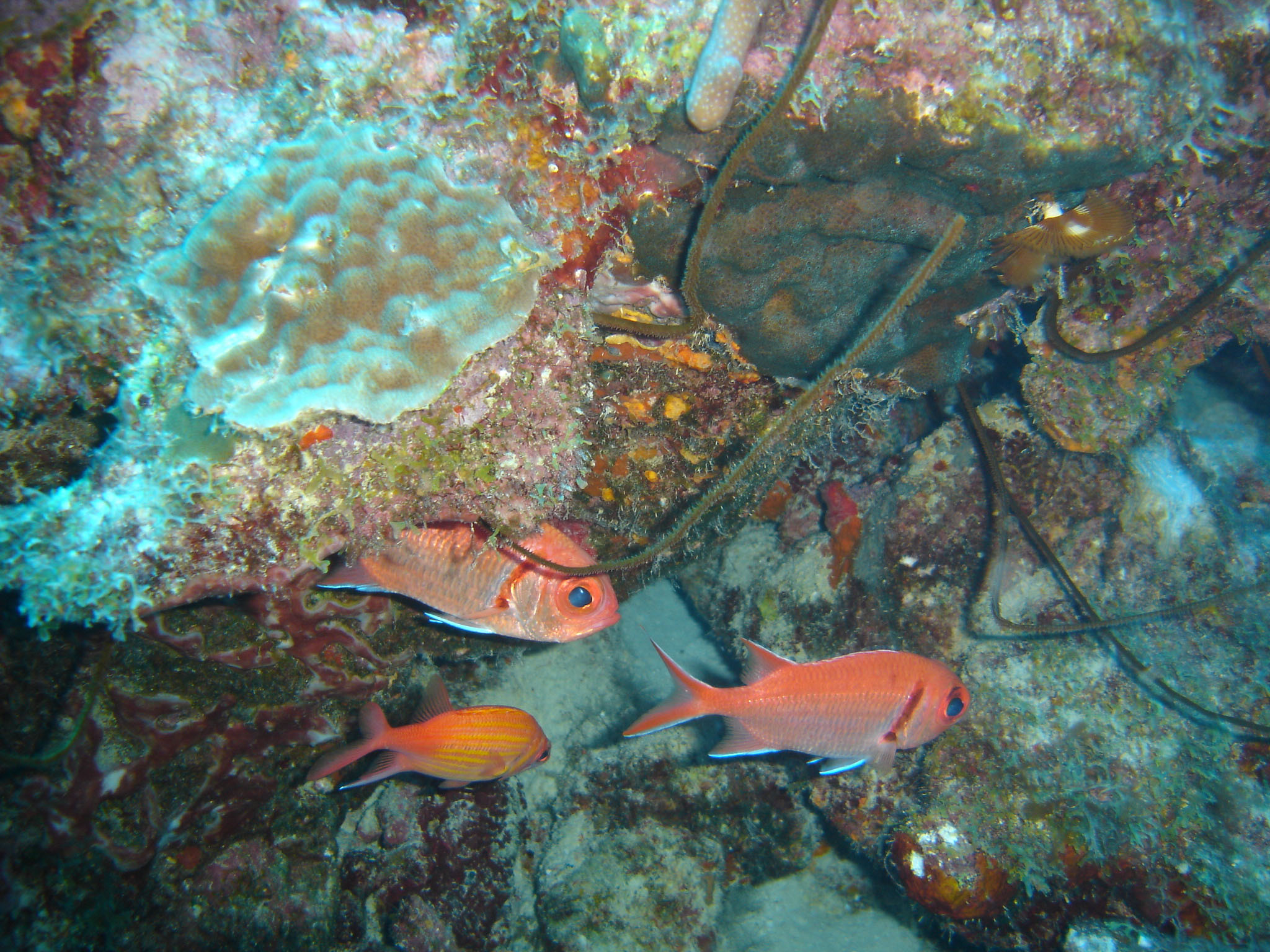 Blackbar Soldierfish