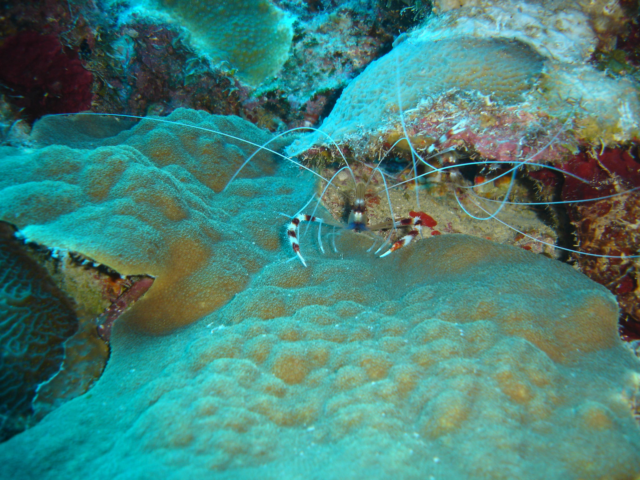 Banded coral shrimp (Stenopus hispidus)
