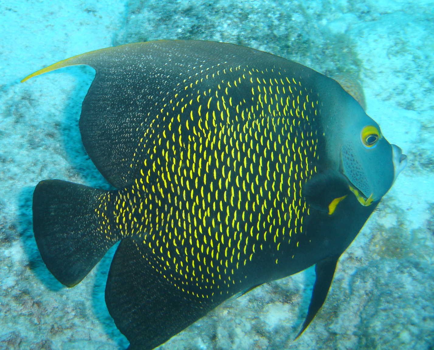 French Angelfish