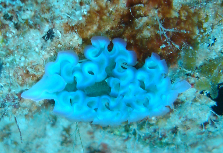 Lettuce Sea Slug Lettuce Sea Slug