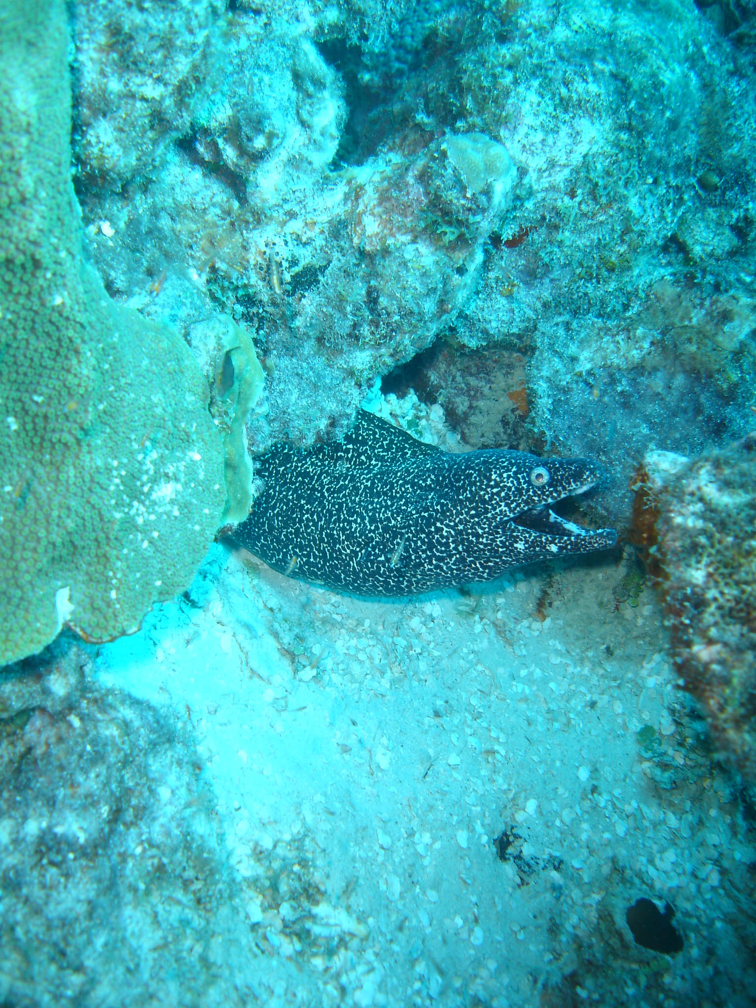 Spotted Moray Eel Spotted Moray Eel