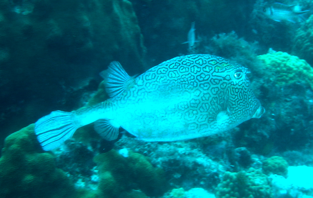 Honeycomb Cowfish