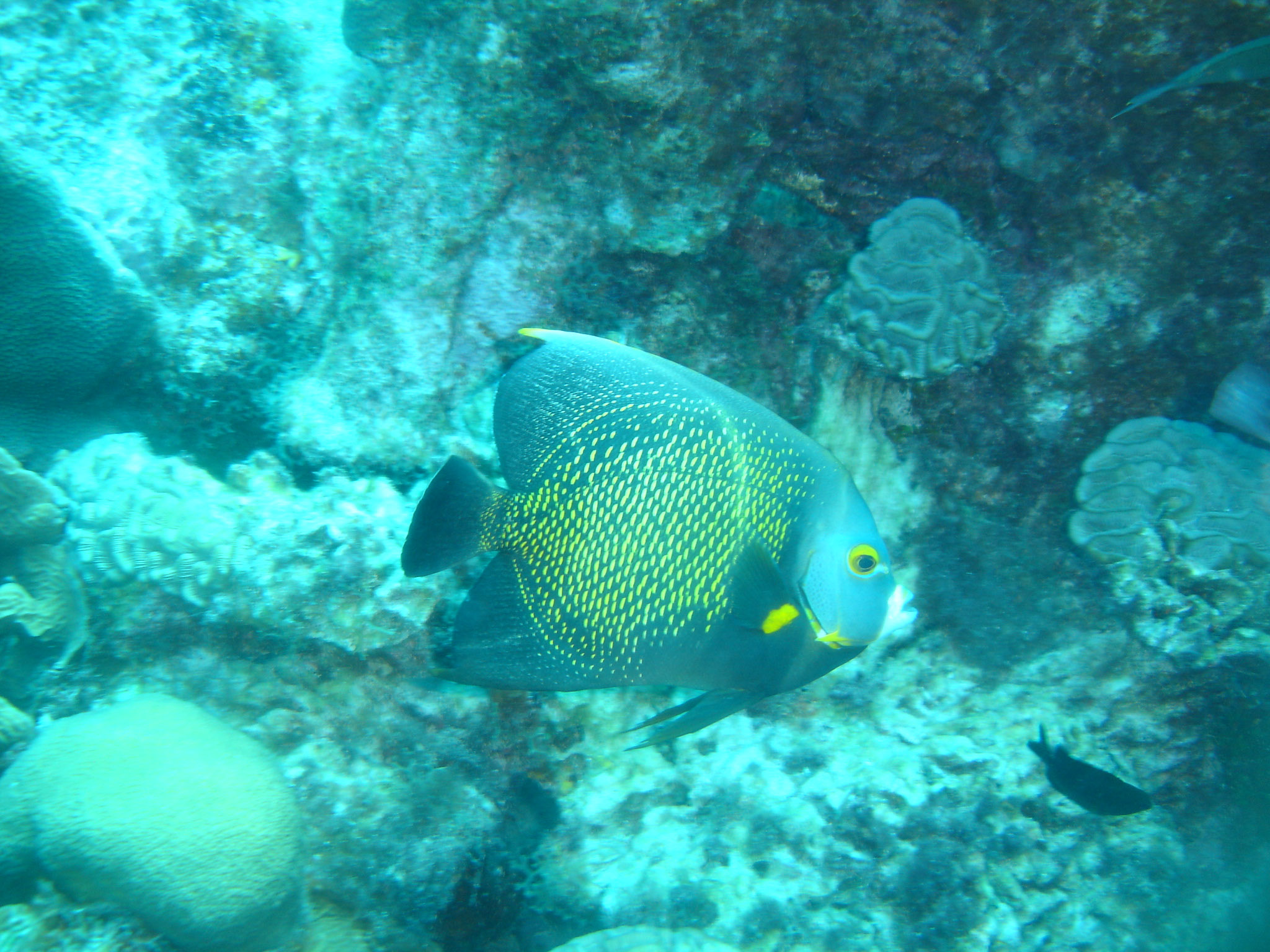 French Angelfish