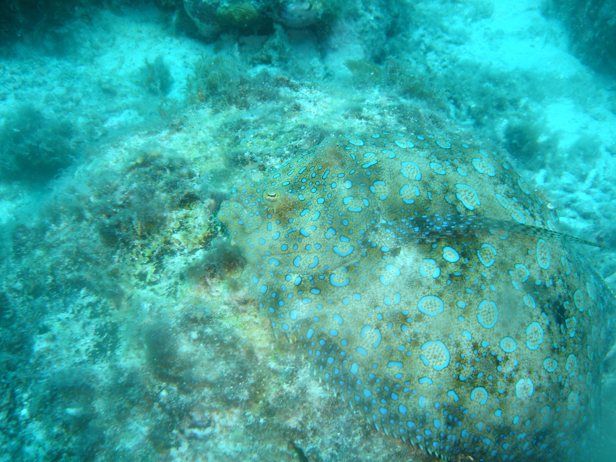 Peacock flounder