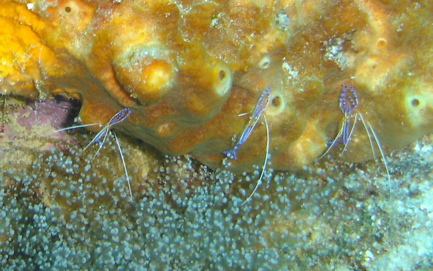 Spotted cleaner shrimp (Periclimenes yucatanicus)
