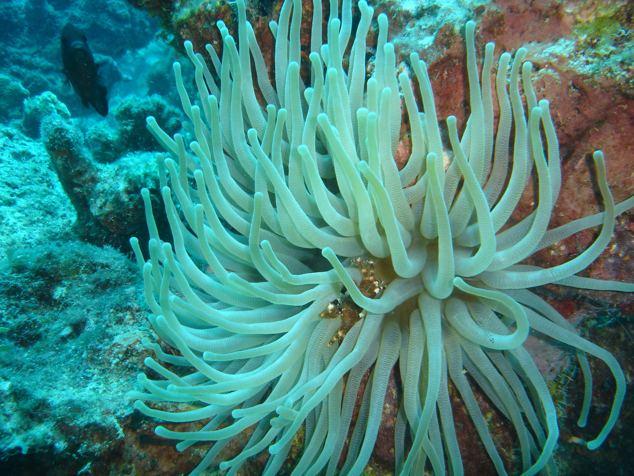 Banded Clinging Crab inside Anemone