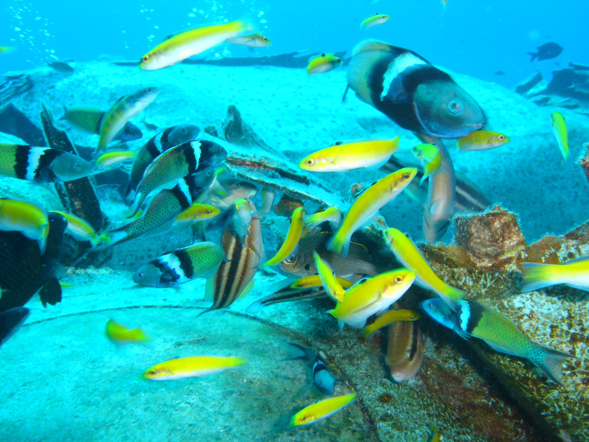 Blueheads: juveniles (yellow) & adults