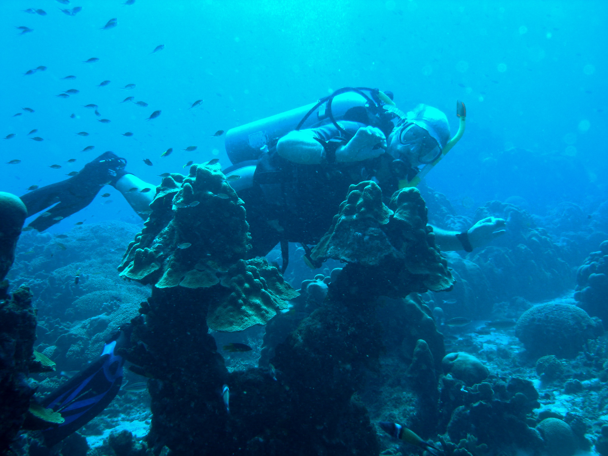 Paul & Mushroom corals