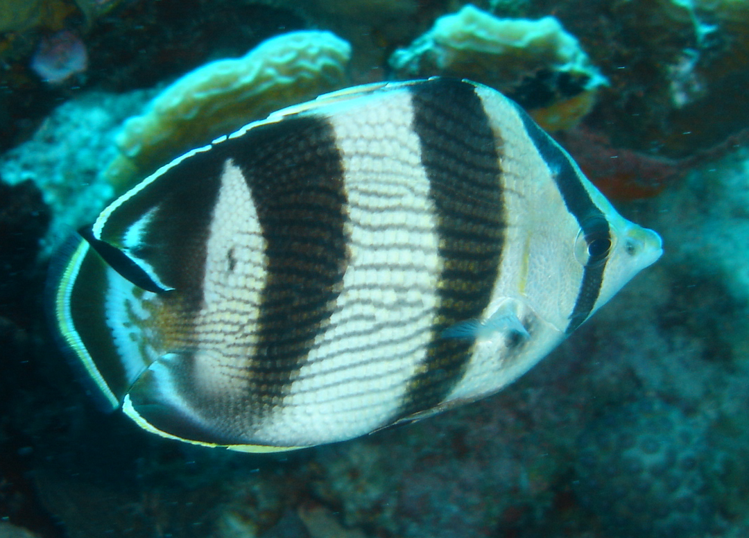 Banded Butterflyfish