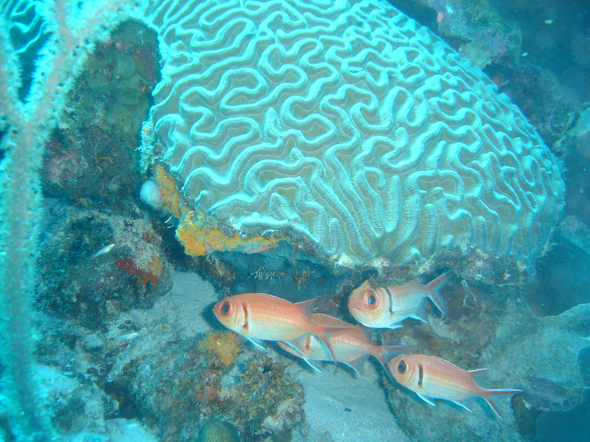 Blackbar Soldierfish (Squirrelfish) & Brain Coral