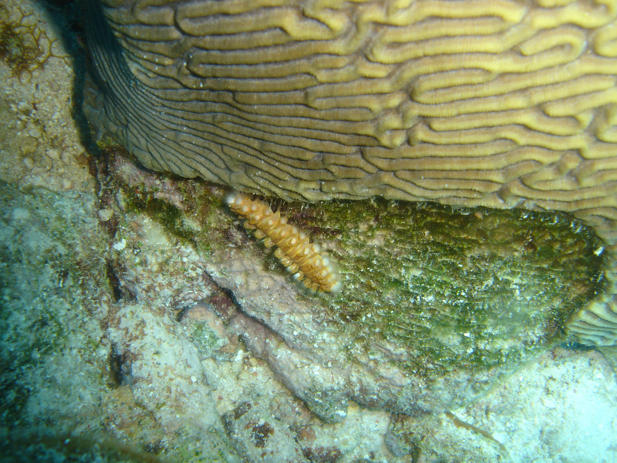 Fireworm & Brain coral