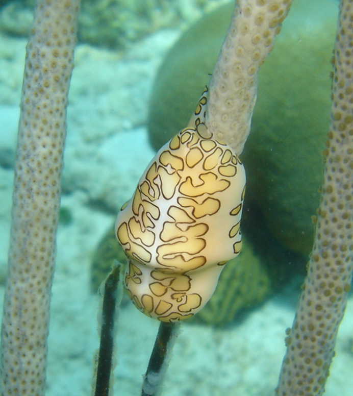 Flamingo tongue (Cyphoma gibbosum)