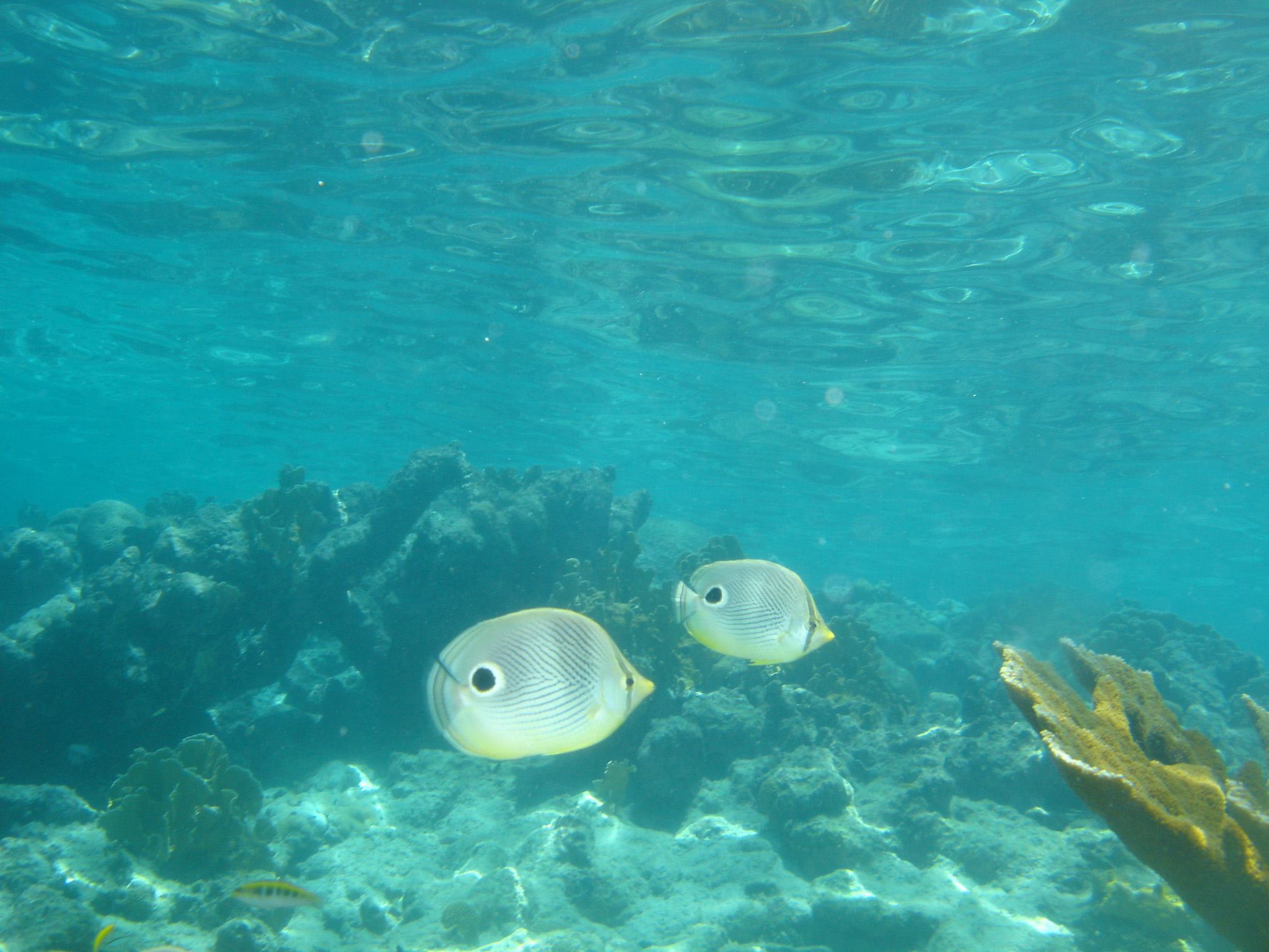 Foureye Butterflyfish