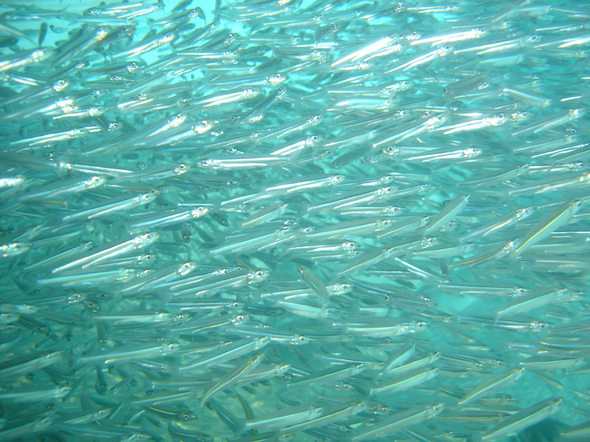 Thousands of baby fish
