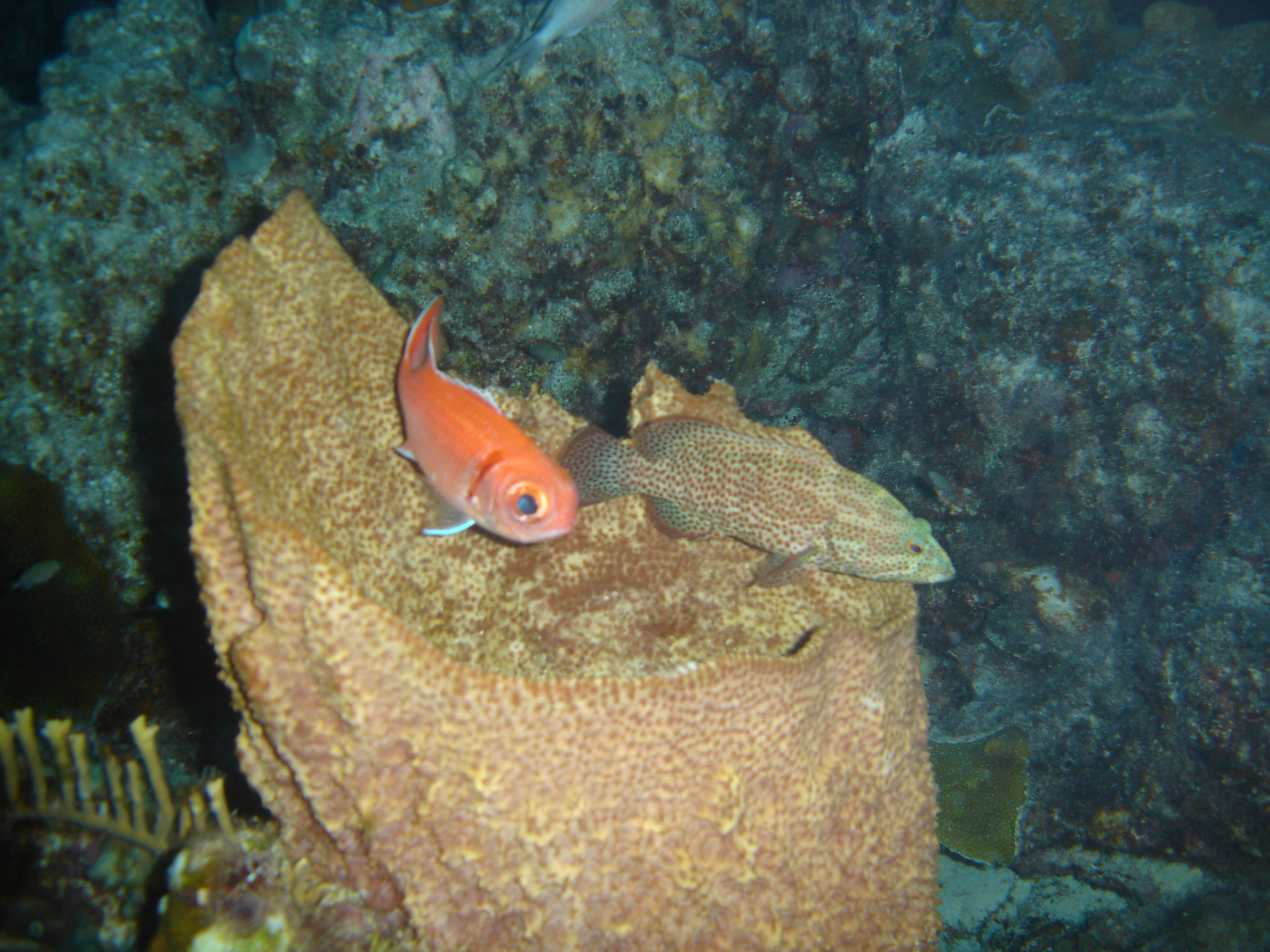 Blackbar Soldierfish & Grouper on vase sponge