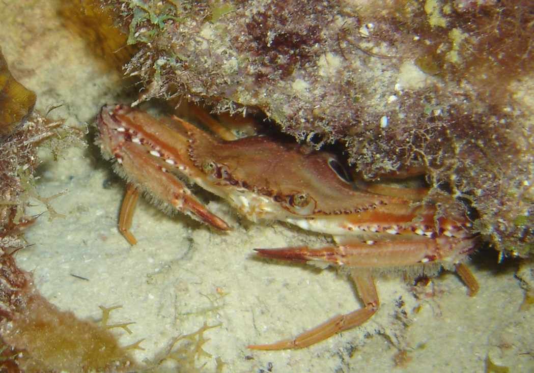 Ocellate Swimming Crab (Achelous sebae)