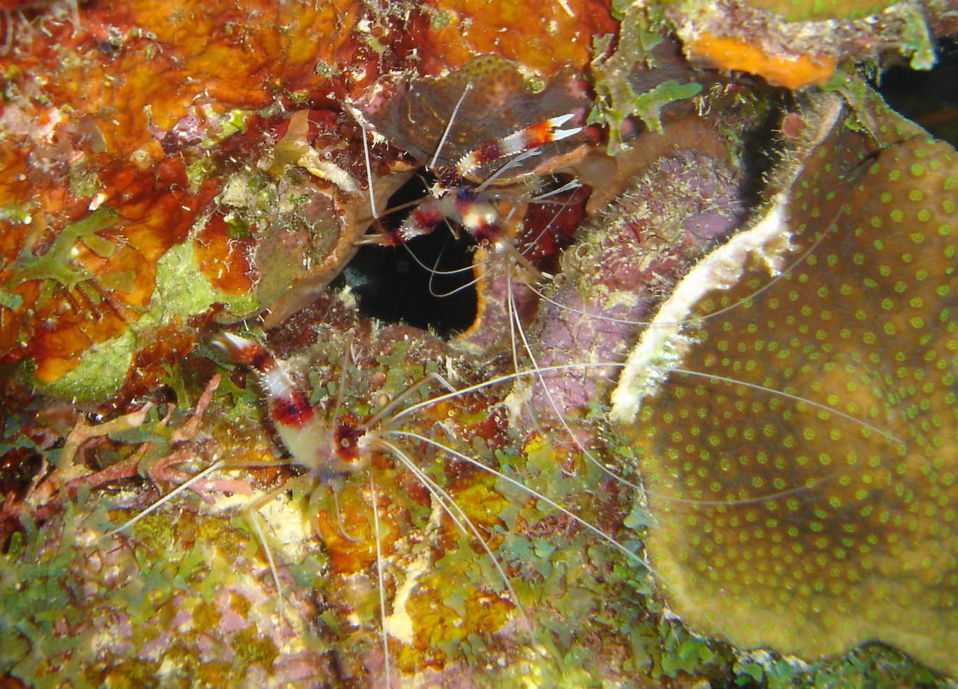 Banded Coral Shrimp