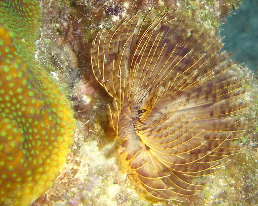 Fanworm