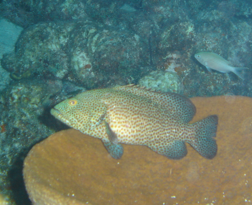 Grouper