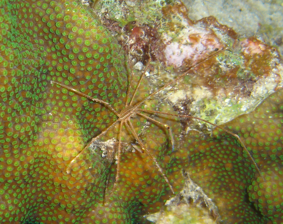 Yellowline Arrow Crab
