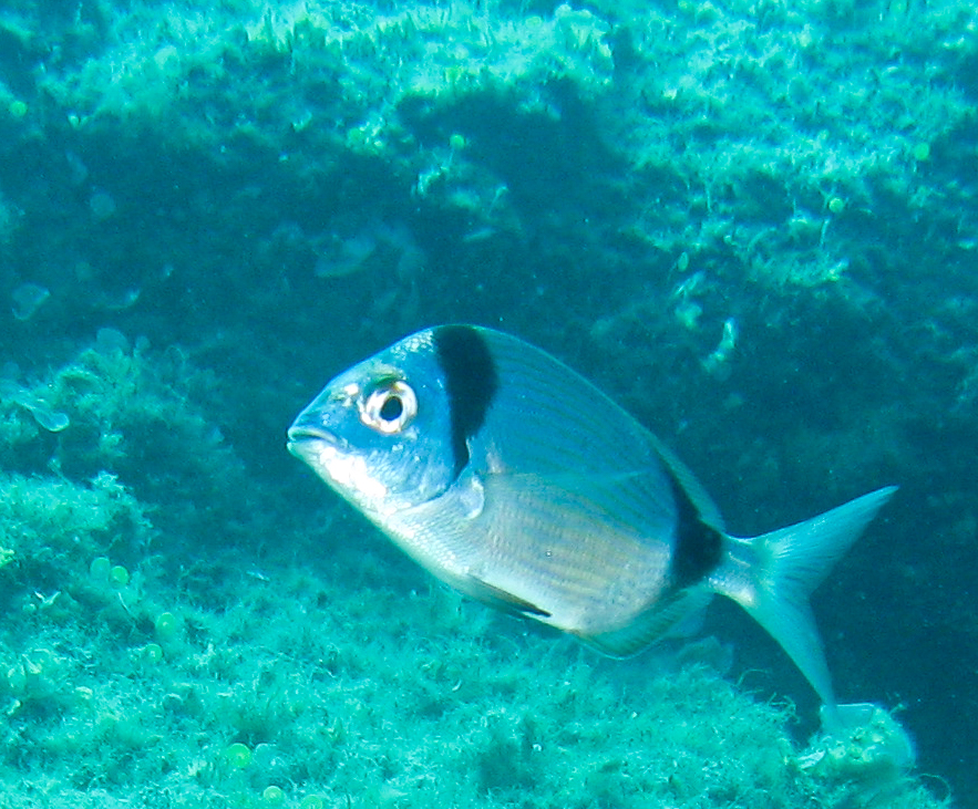 Two-banded Bream Two-banded Bream