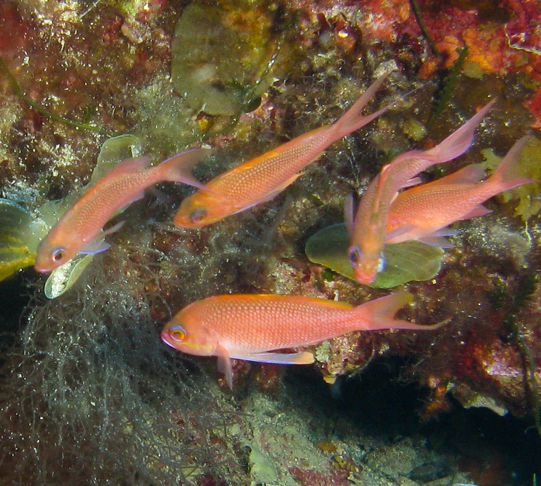 Swallowtail sea perch (Anthias anthias)