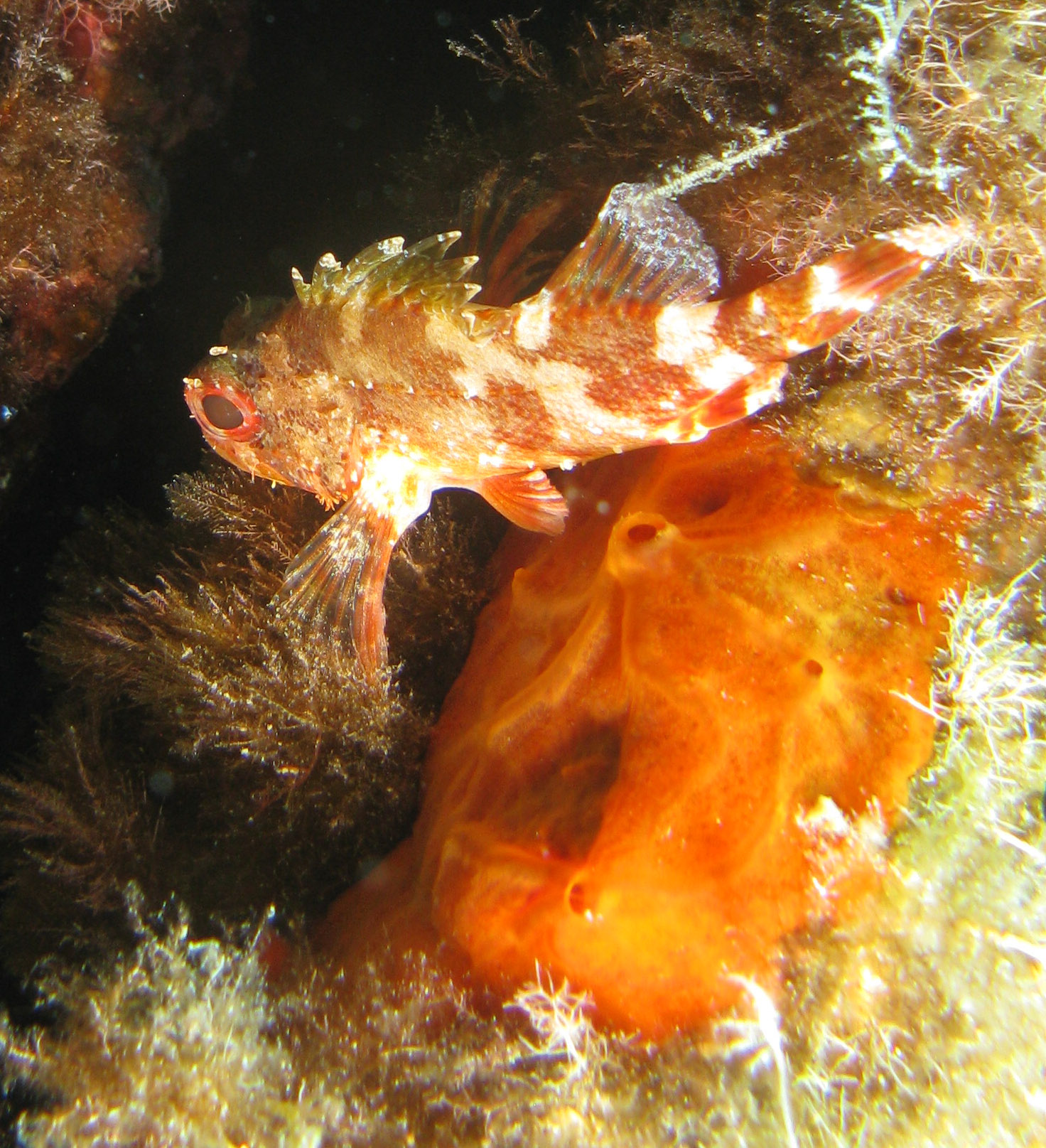 Scorpionfish & Orange Sponge