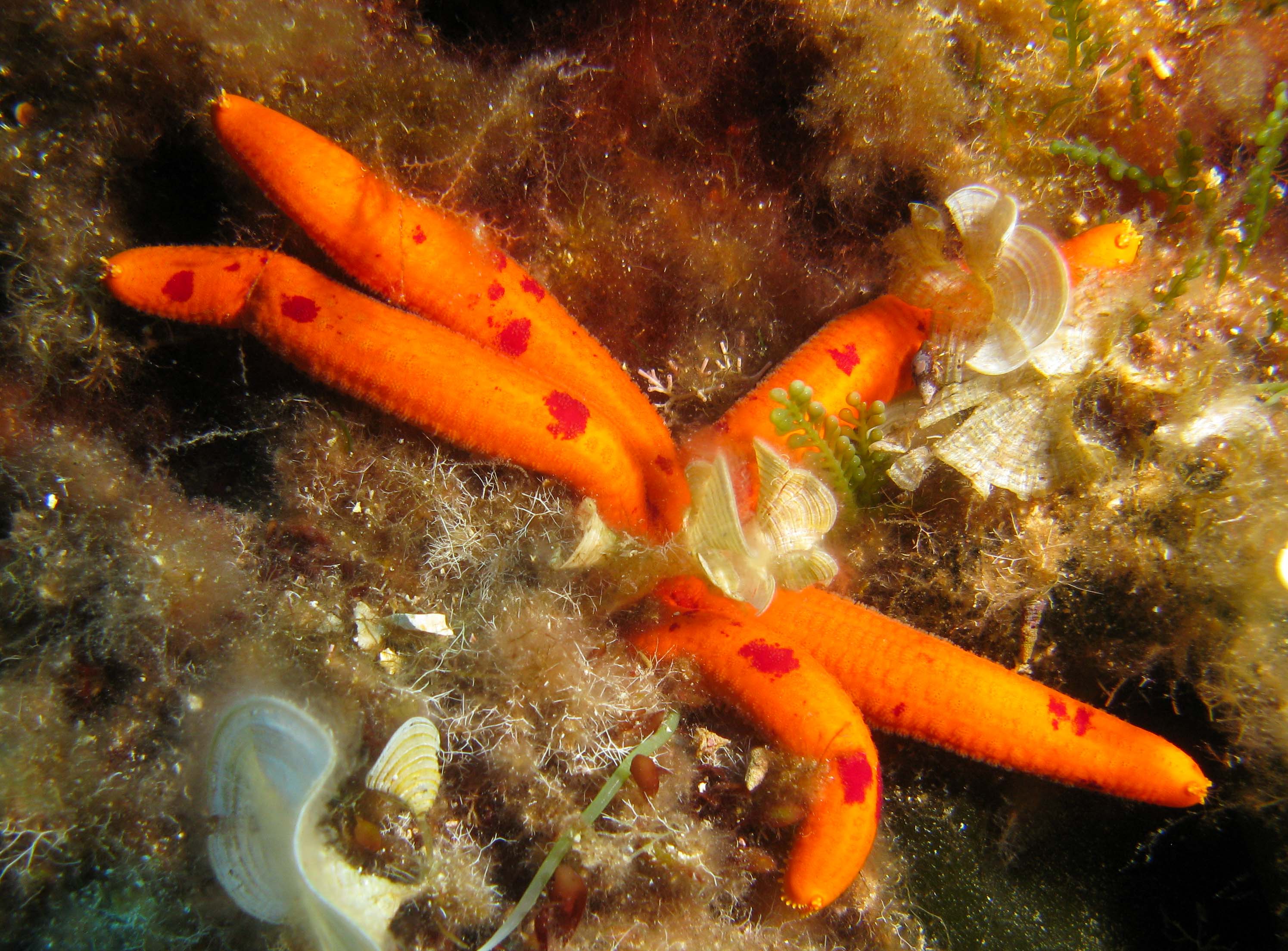 Long-limbed starfish