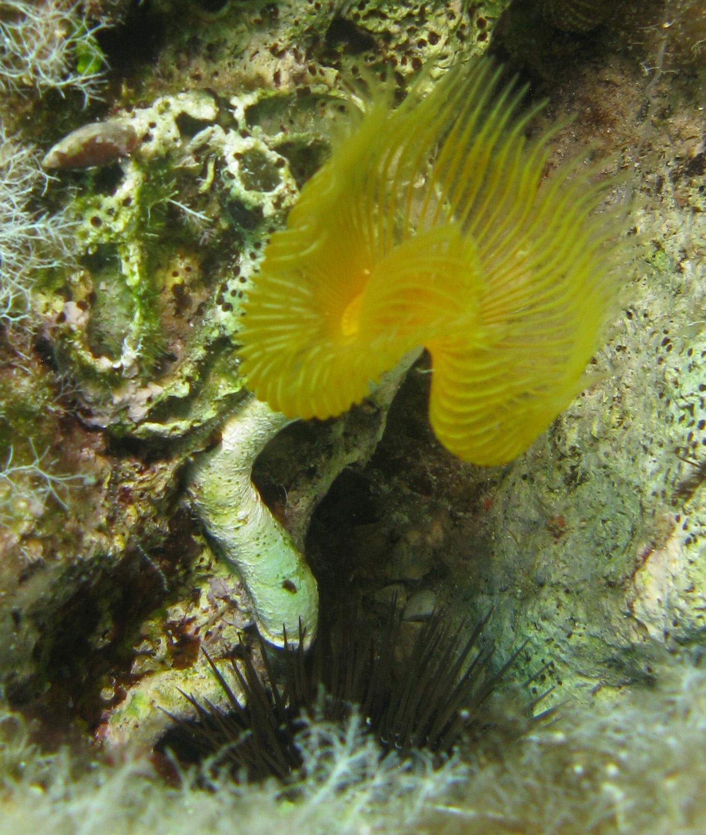 Fanworm