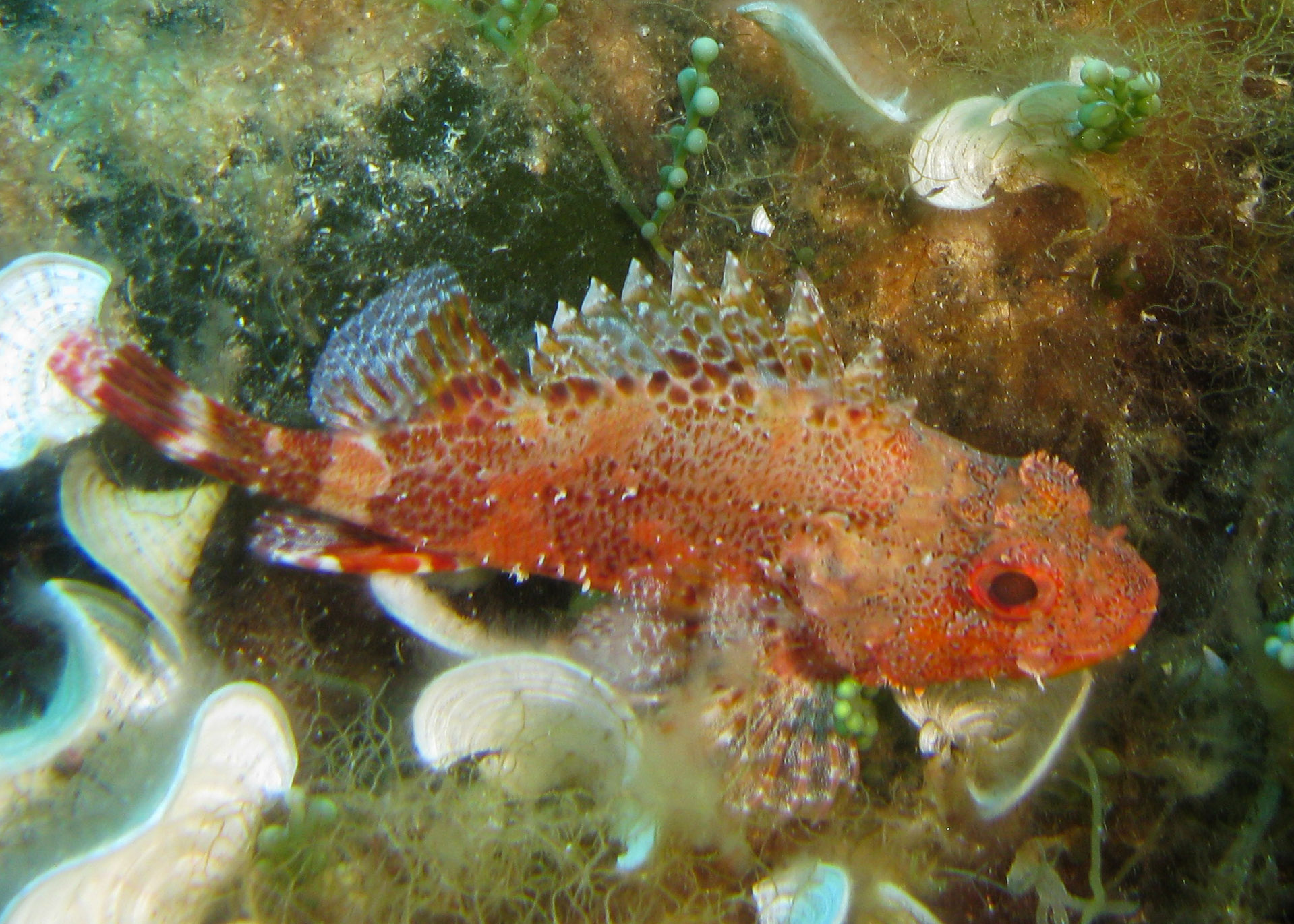 Scorpionfish