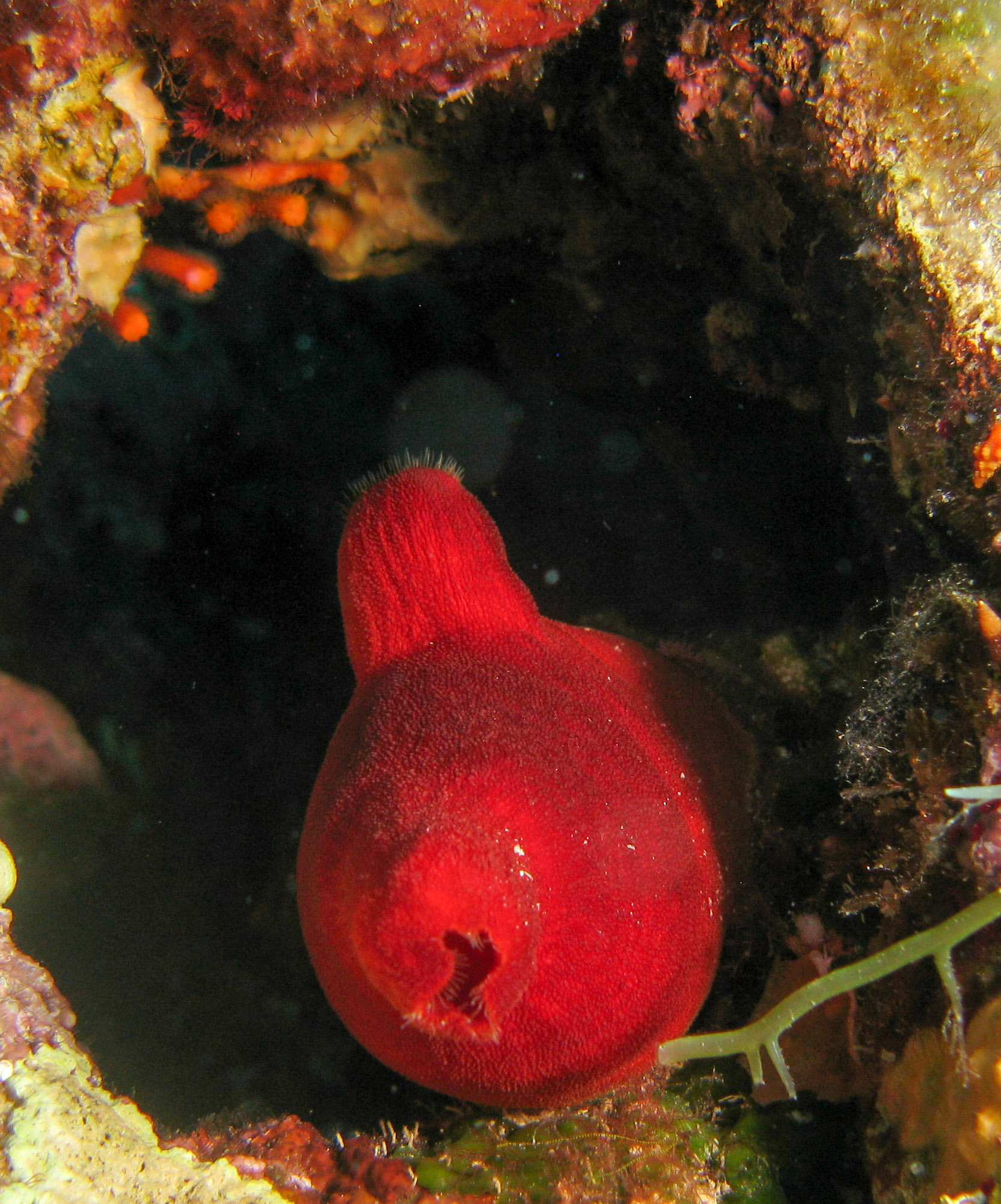 Sea Potato (Halocinthya papillosa)