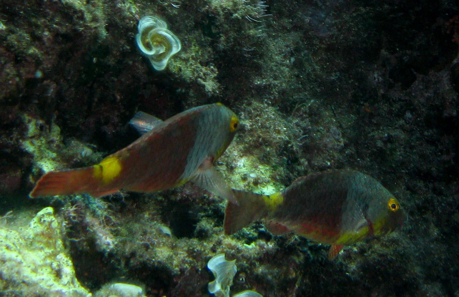 Parrotfish