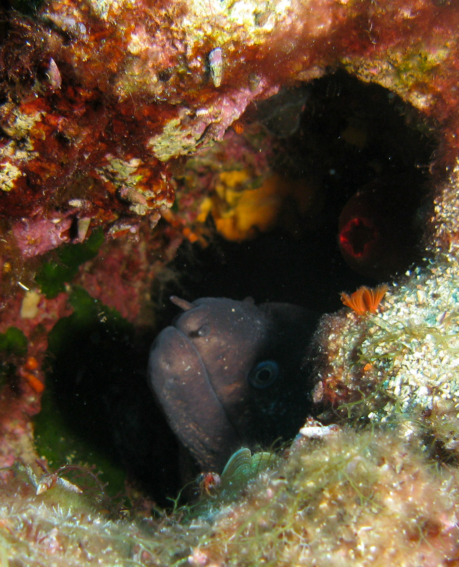 Moray eel
