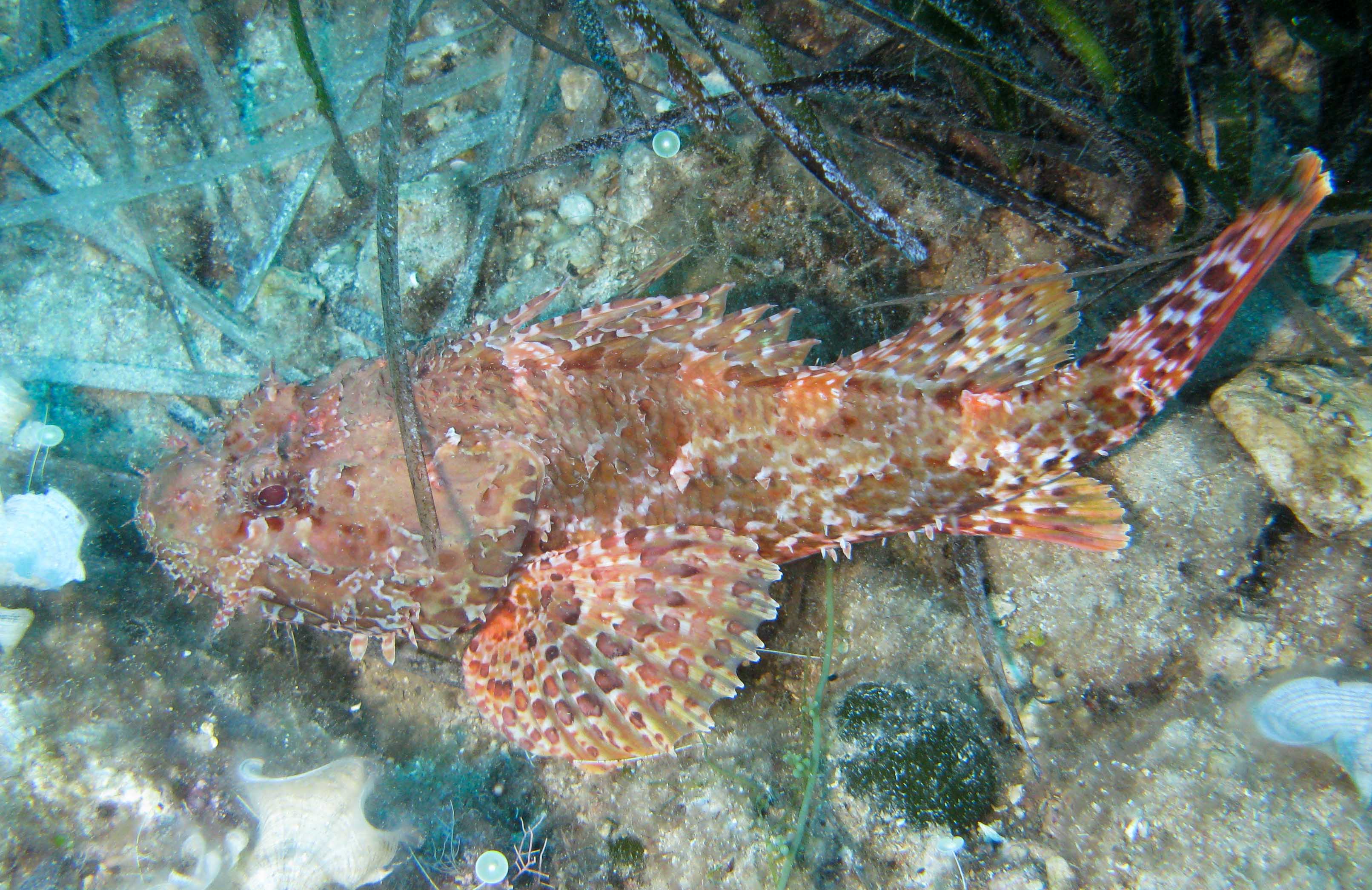 Scorpionfish