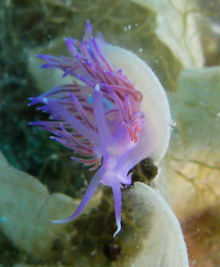 Purple nudibranch