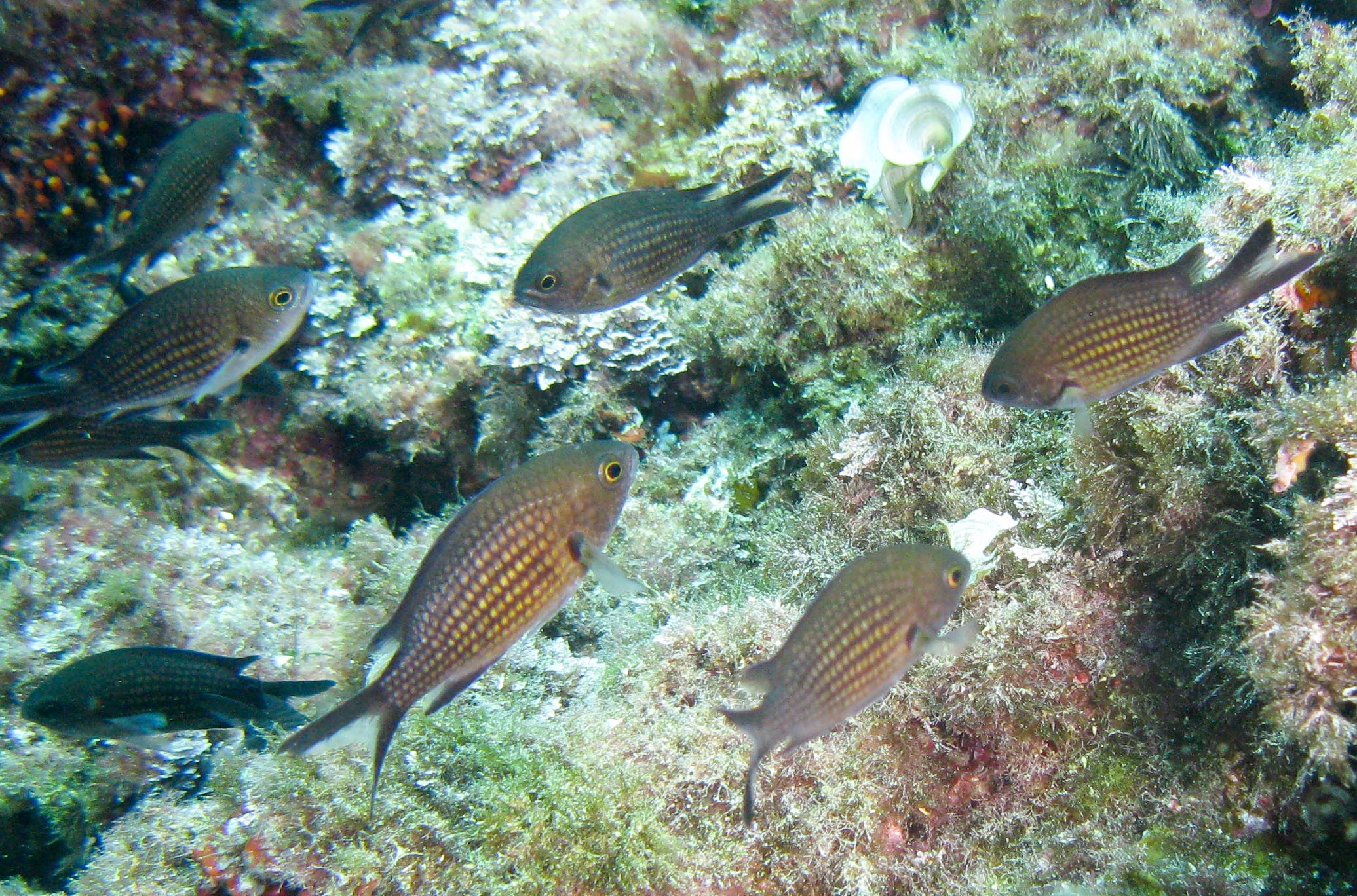 Damselfish