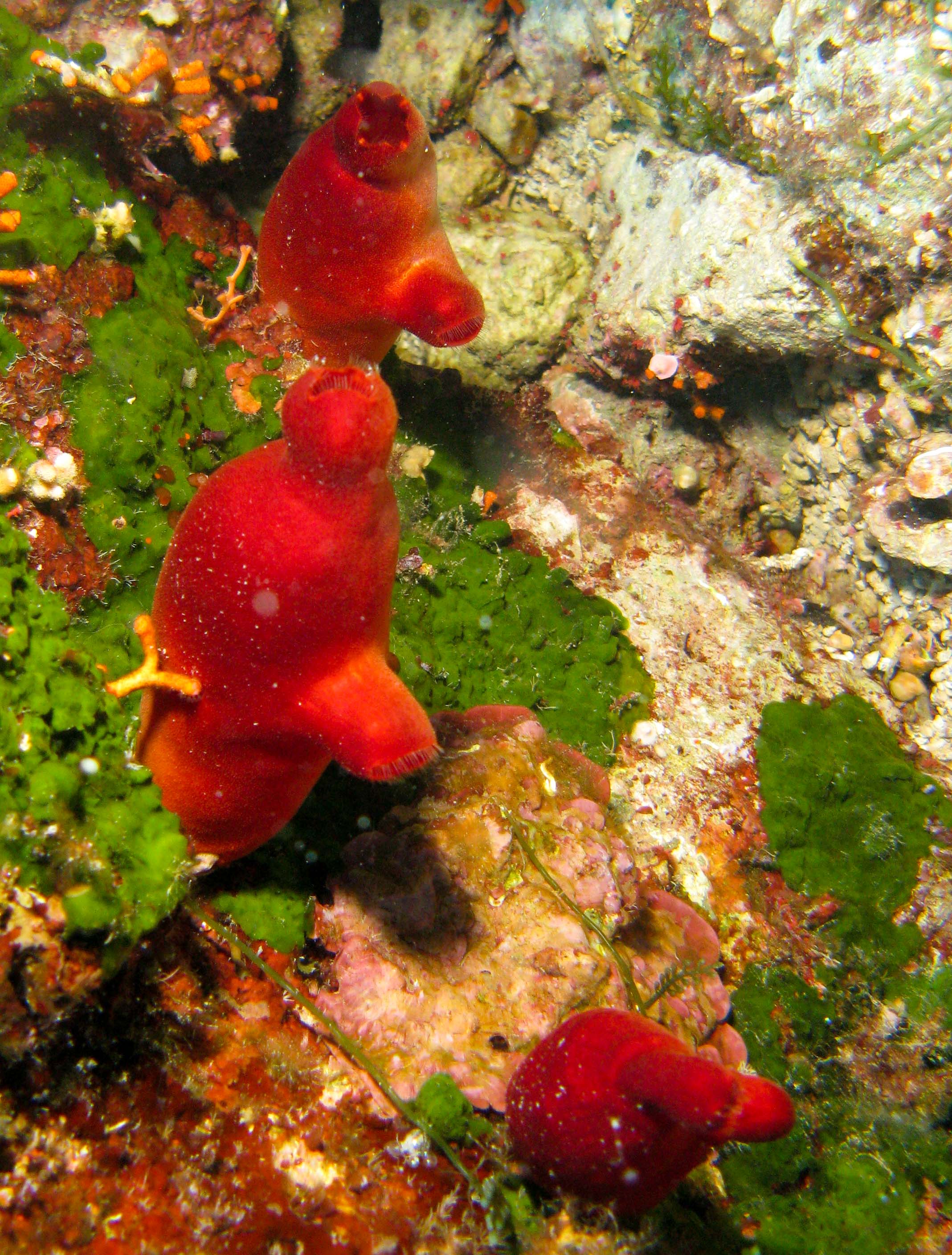 Sea Potato (Halocinthya papillosa)