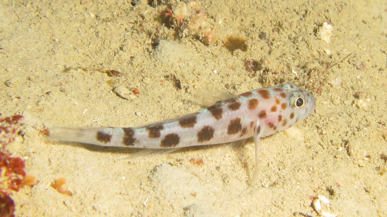 Leopard spotted goby