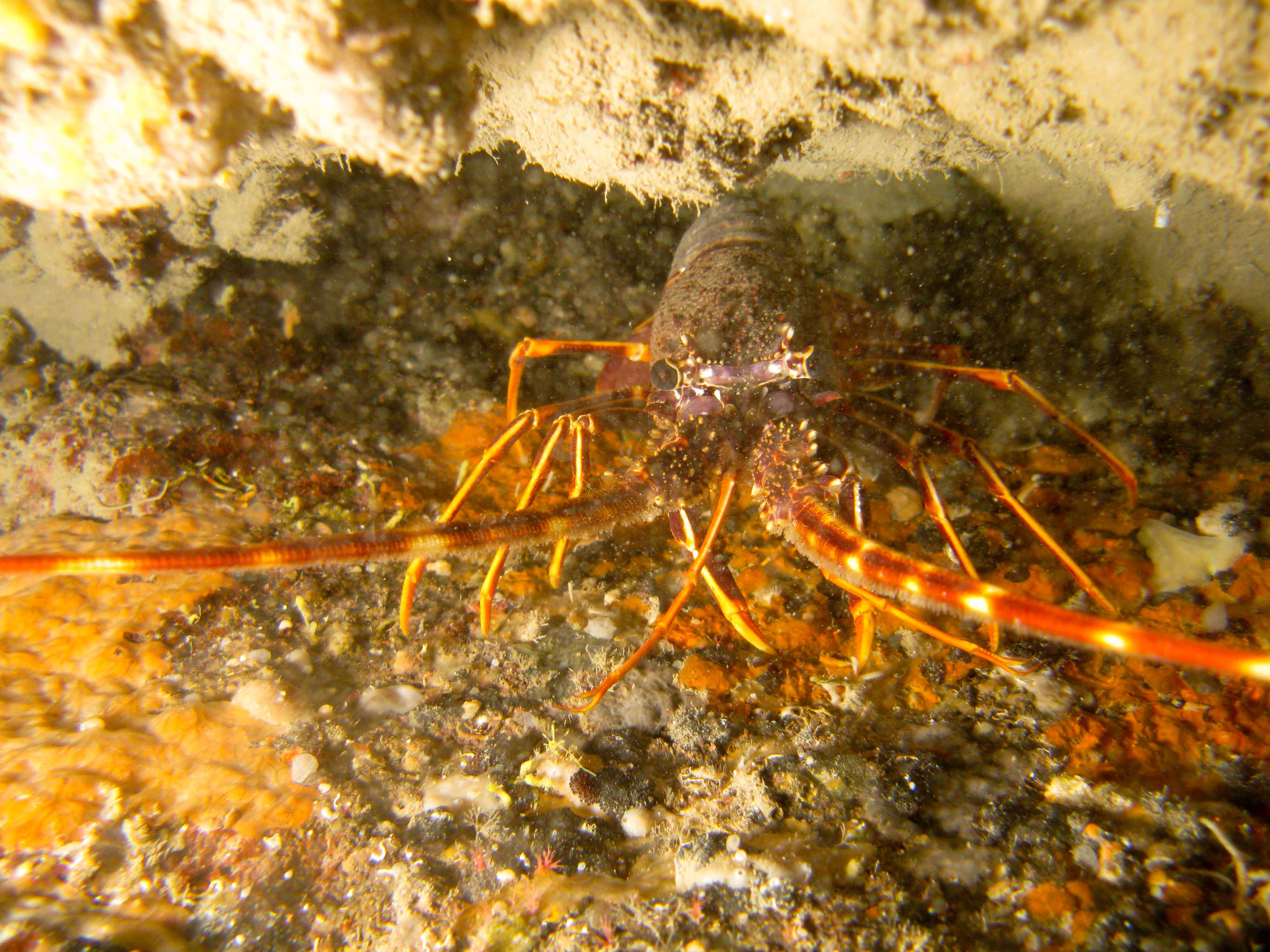 Spiny lobster